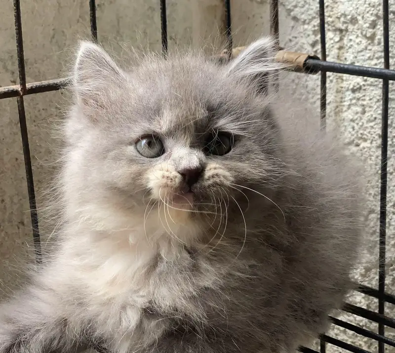 Persian kittens | triple coat | fluffy |  Whatsap 0320//56065//57 — photo 3