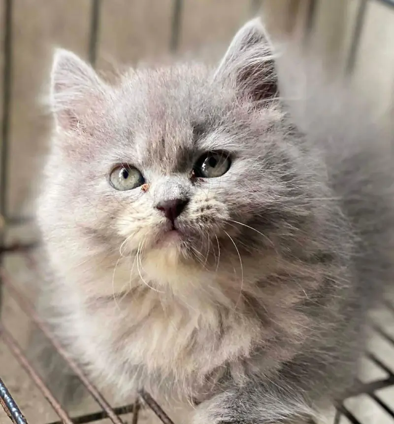 Persian kittens | triple coat | fluffy |  Whatsap 0320//56065//57 — photo 4