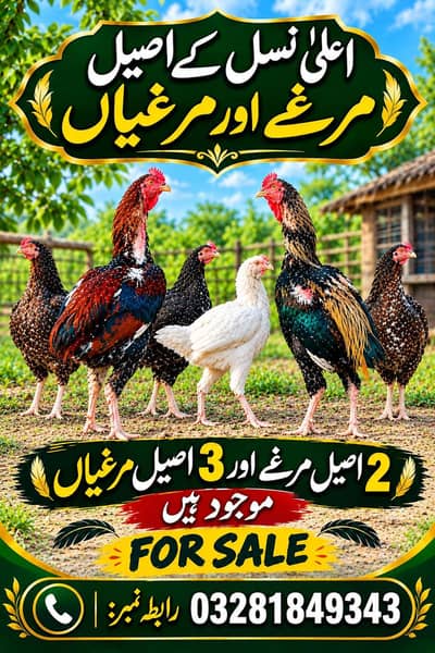 Aseel 3 Murgi And 2 Murga