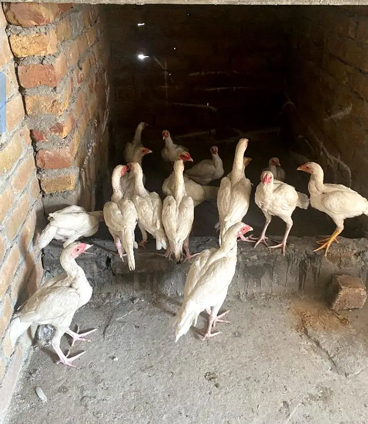 Heera Aseel phata phatia — photo 2