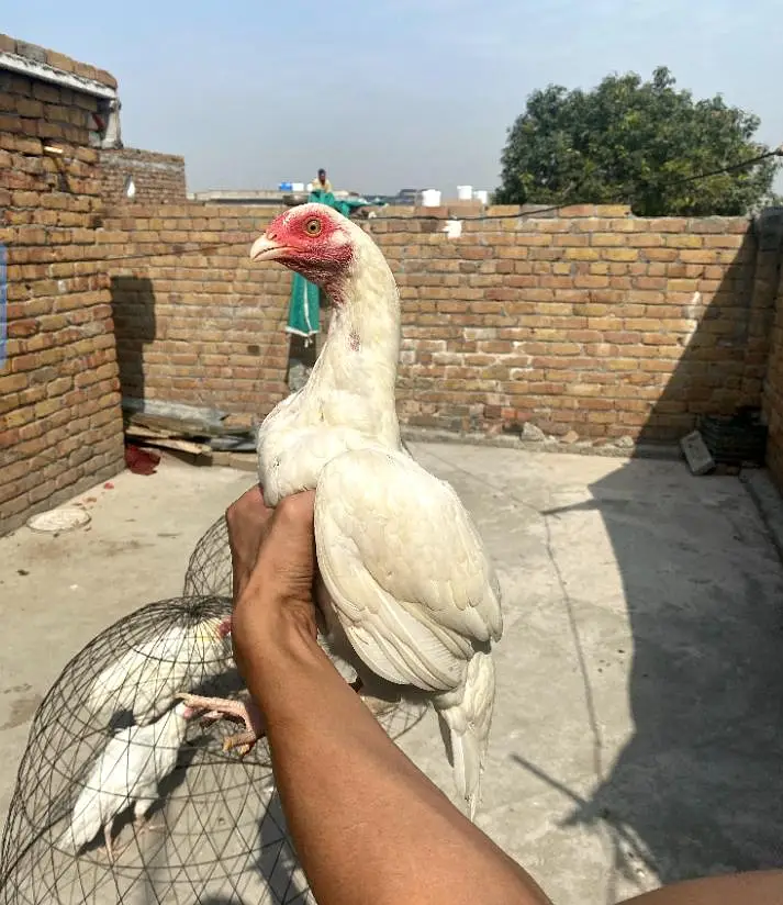 Heera Aseel phata phatia — photo 3