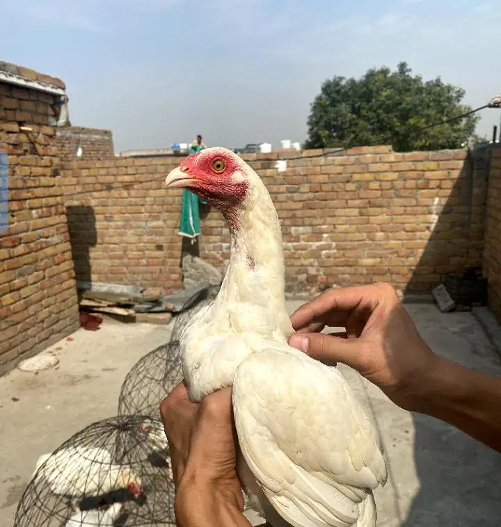 Heera Aseel phata phatia — photo 4