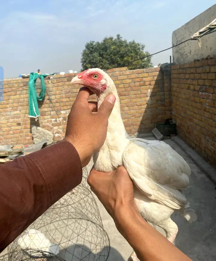 Heera Aseel phata phatia — photo 6