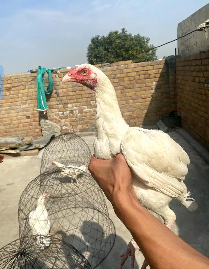 Heera Aseel phata phatia — photo 8