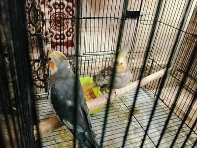 cocktail 1 breeder pair and 5 young chicks with cage urgent sale !!