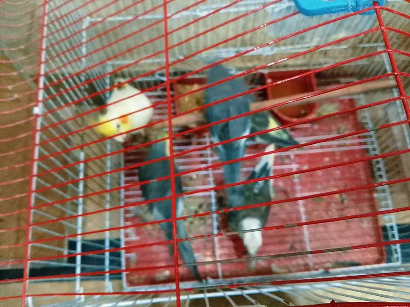 cocktail 1 breeder pair and 5 young chicks with cage urgent sale !! — photo 2