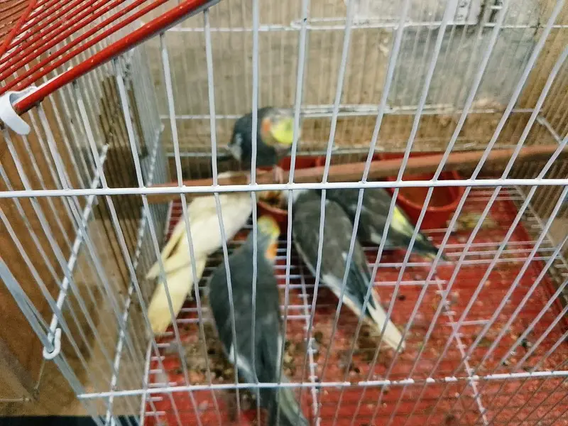 cocktail 1 breeder pair and 5 young chicks with cage urgent sale !! — photo 3