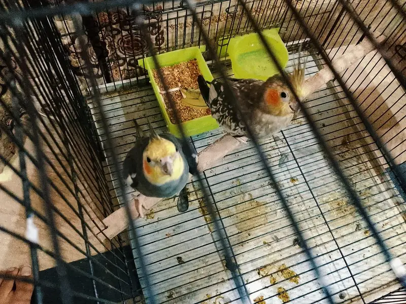 cocktail 1 breeder pair and 5 young chicks with cage urgent sale !! — photo 4