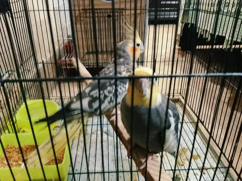 cocktail 1 breeder pair and 5 young chicks with cage urgent sale !! — photo 5