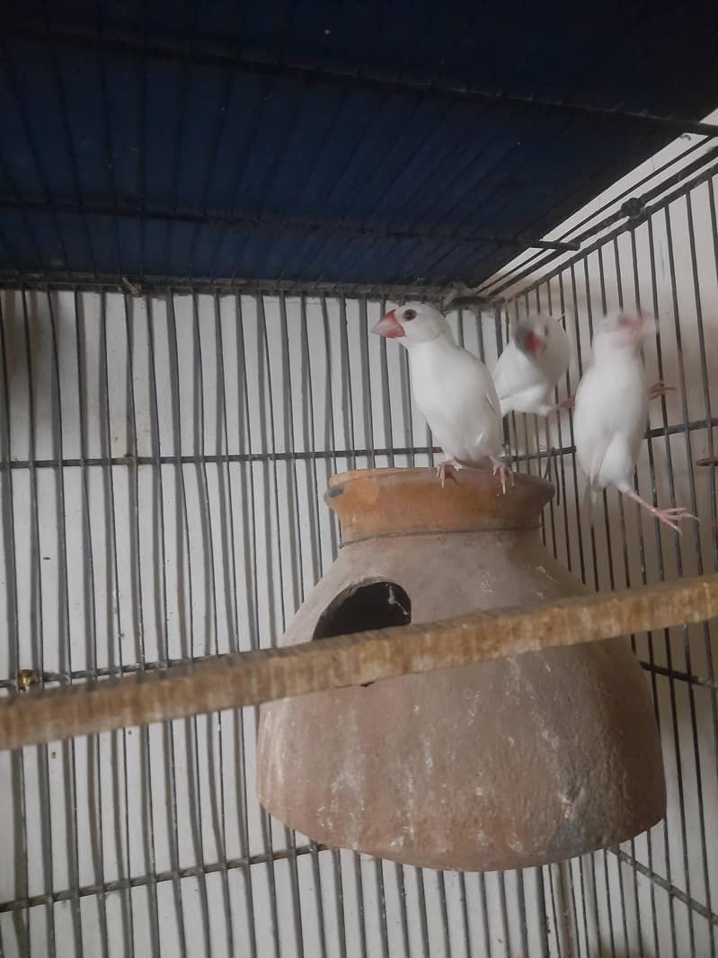 java finch 0