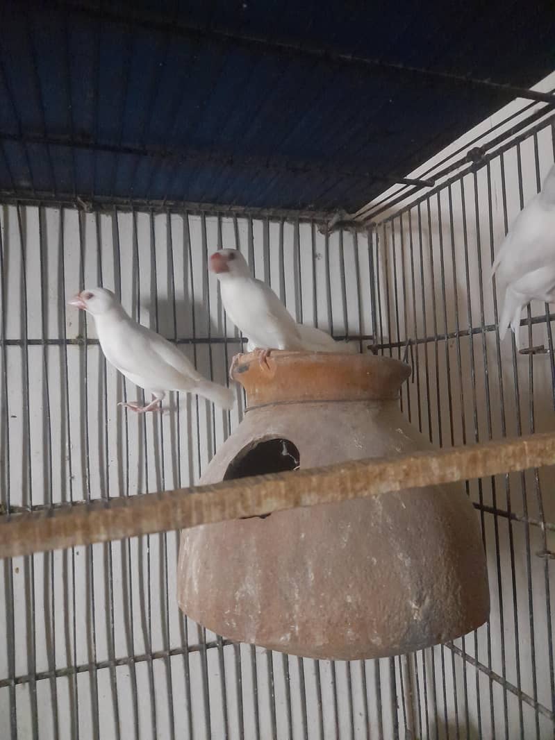 java finch 1