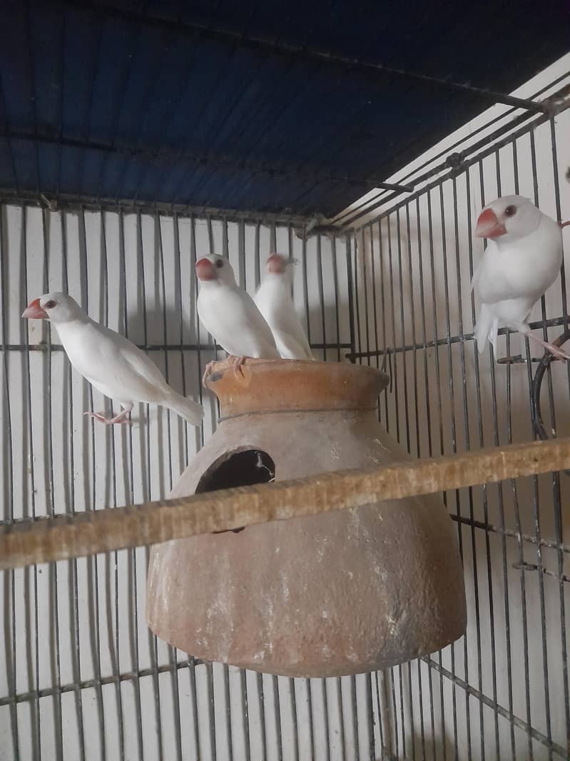 java finch 2