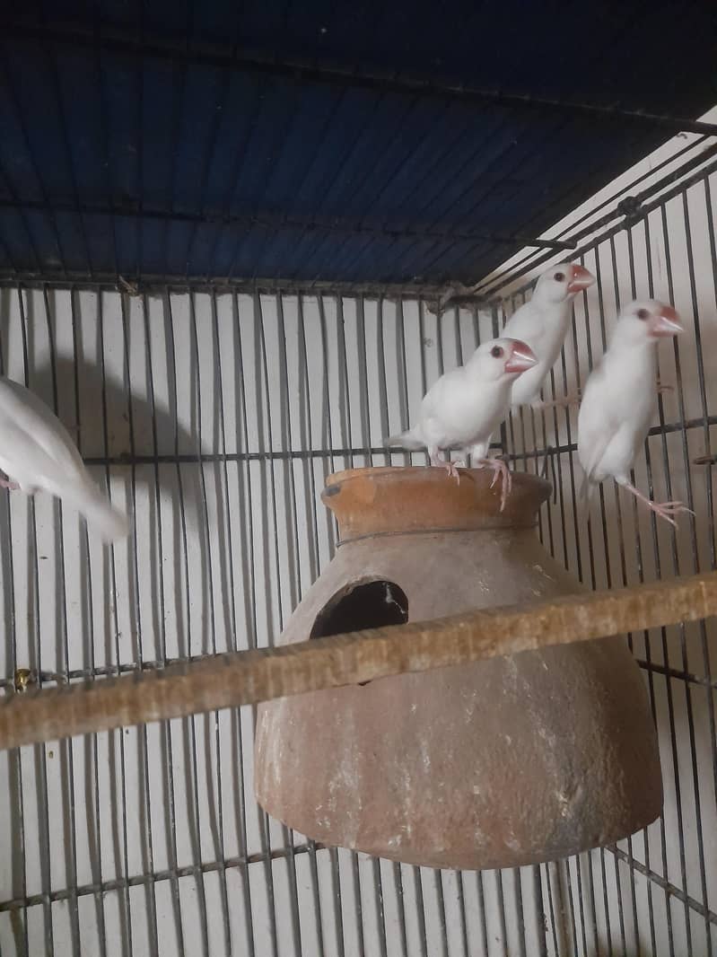 java finch 3