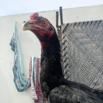 shamo long height  patha black