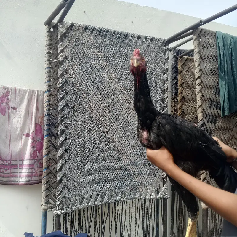 shamo long height  patha black — photo 2
