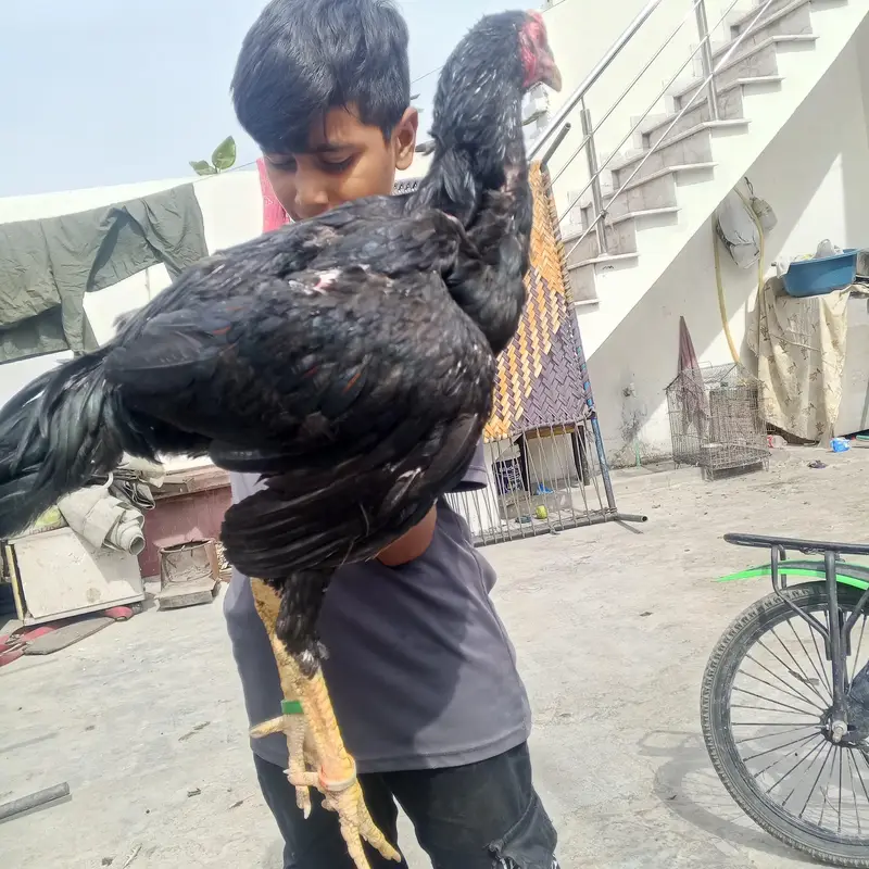 shamo long height  patha black — photo 3