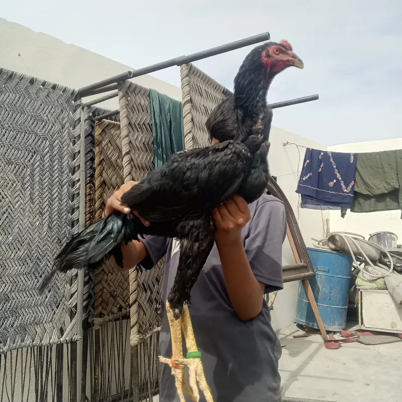 shamo long height  patha black — photo 4