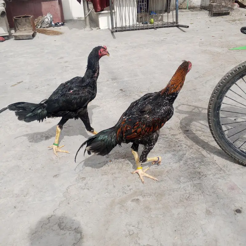 shamo long height  patha black — photo 5
