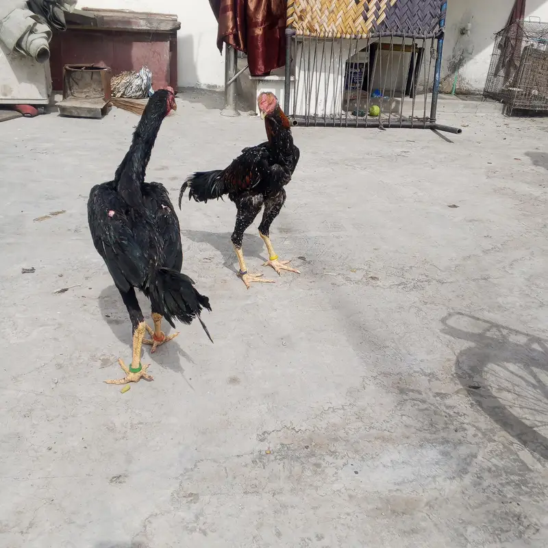 shamo long height  patha black — photo 6