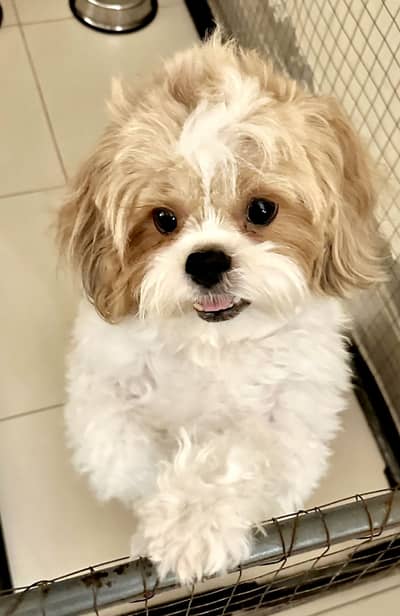 Designer breed poodle shitzu Mix