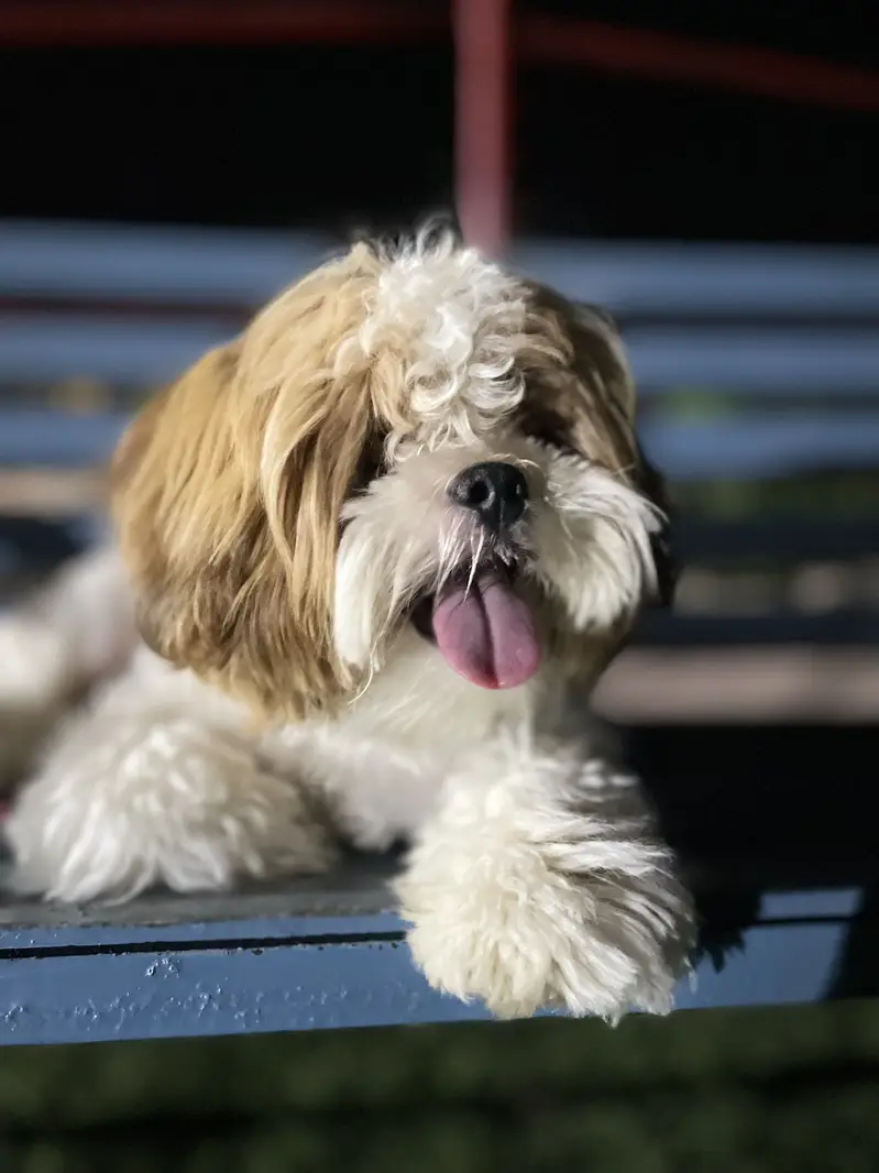 Designer breed poodle shitzu Mix — photo 2