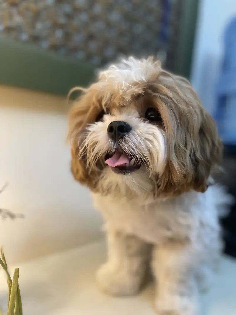 Designer breed poodle shitzu Mix — photo 3