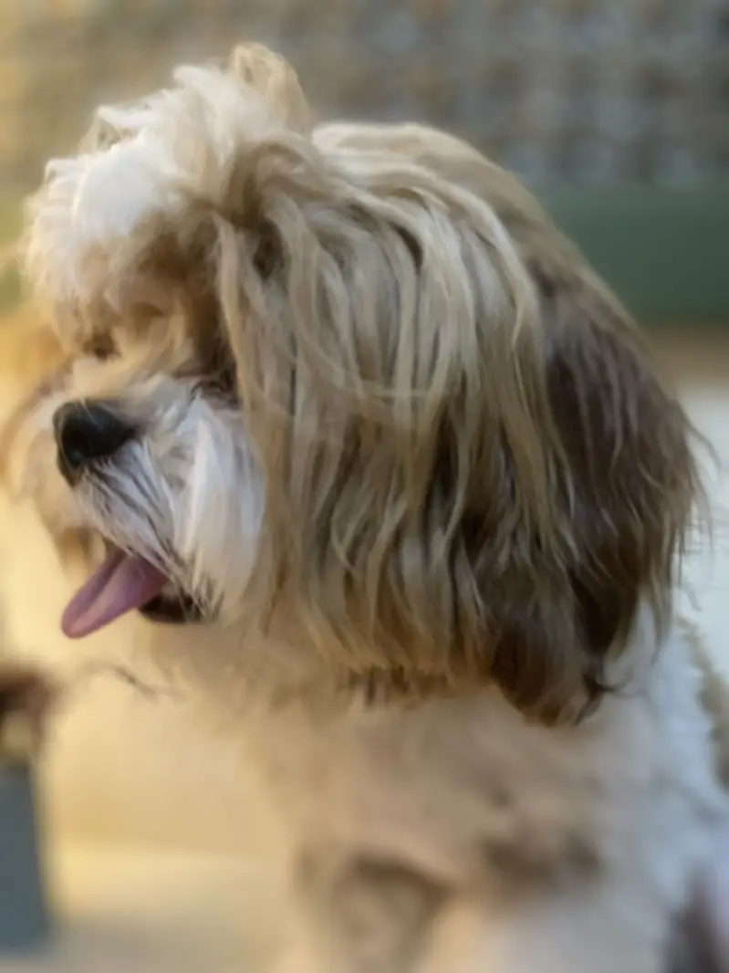 Designer breed poodle shitzu Mix — photo 4