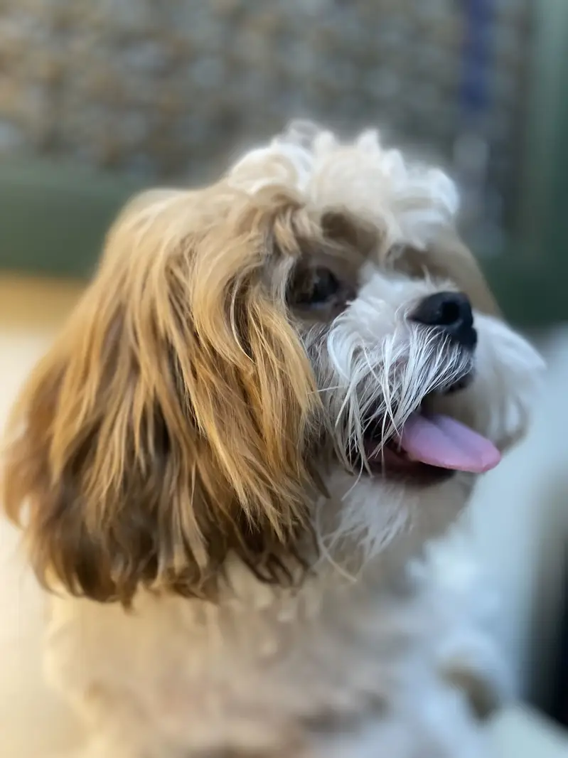 Designer breed poodle shitzu Mix — photo 5