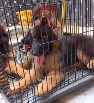 : Pure German Shepher / puppy/03456011805WhatsApp