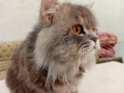 British Longhair Male for Urgent sale