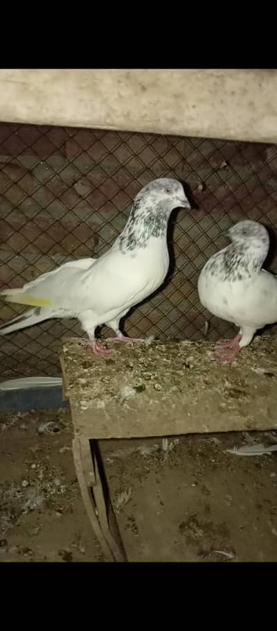 pair for sale
