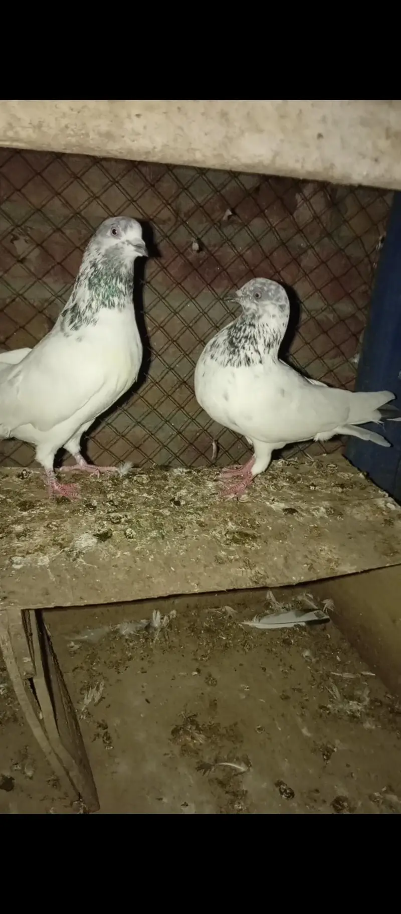 pair for sale — photo 2
