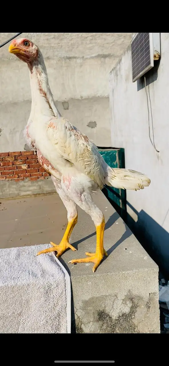 shamo Dragan thi panis Top quality bird available — photo 2