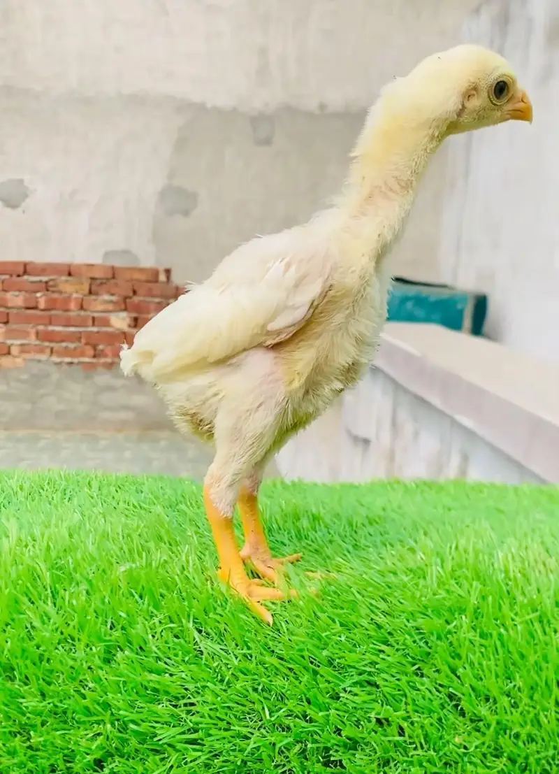 shamo Dragan thi panis Top quality bird available — photo 4