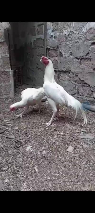 paper white parrot beak and qandhari crors