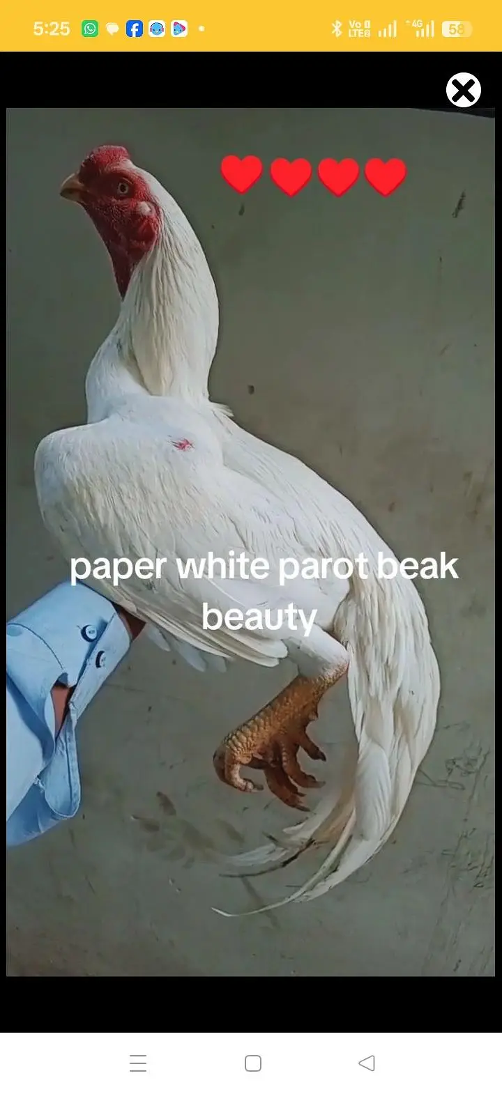 paper white parrot beak and qandhari crors — photo 6