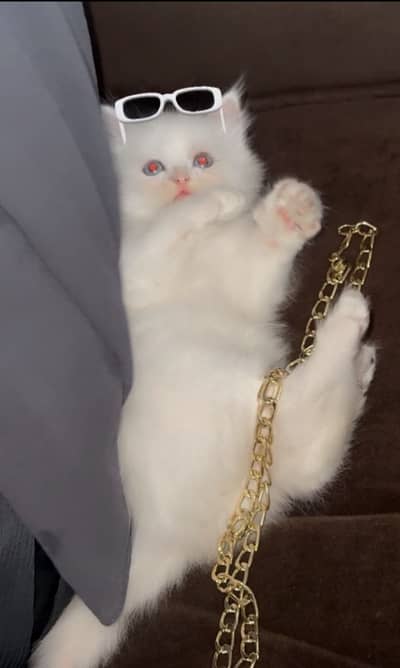 Healthy Kitten URGENT SALE