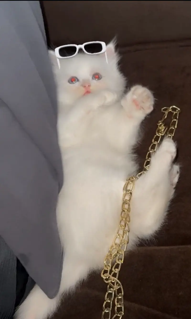 Playful triple coat Kitten URGENT SALE — photo 3