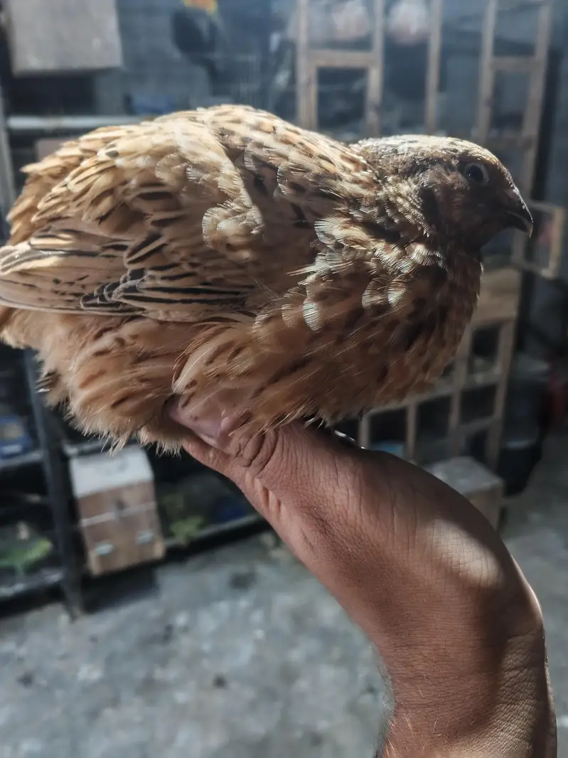 jumbo quails breeder pair — photo 2