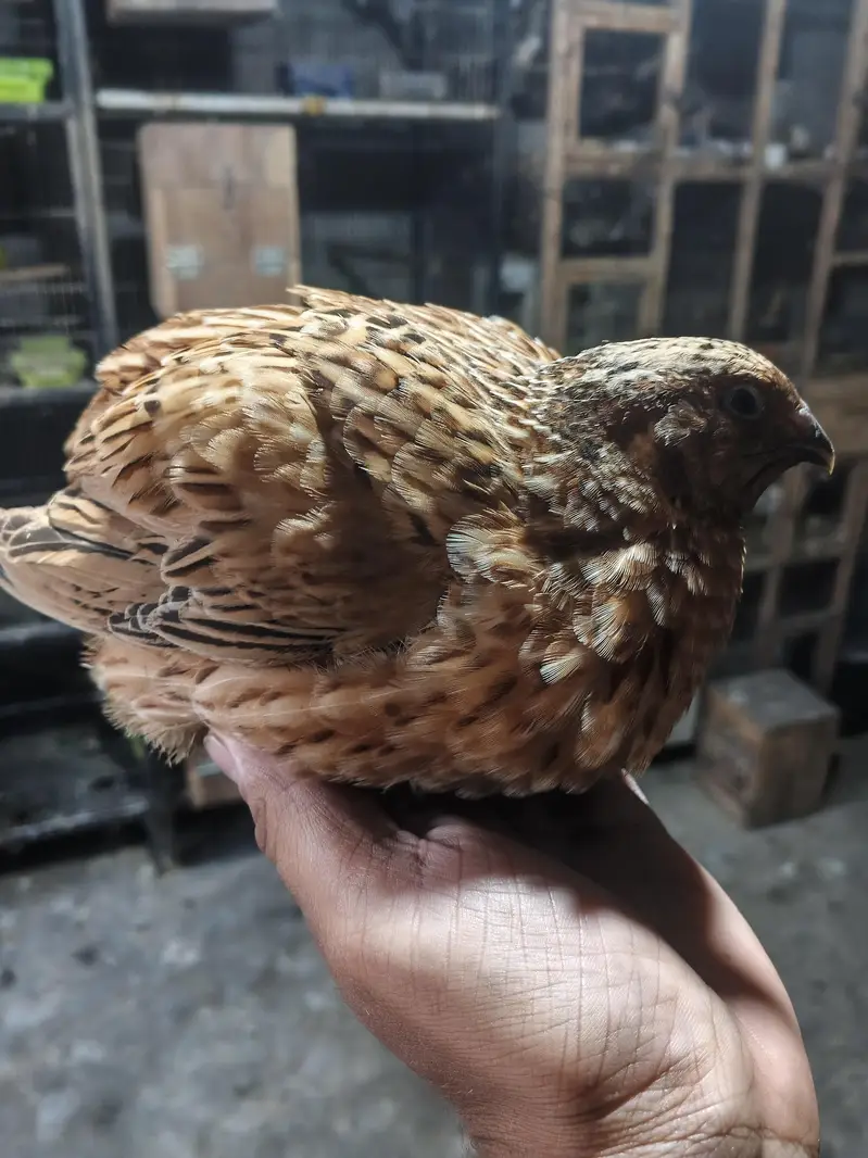 jumbo quails breeder pair — photo 3