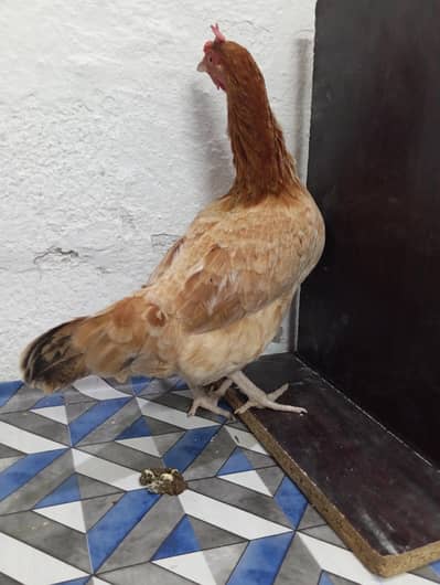 Pure desi Hen