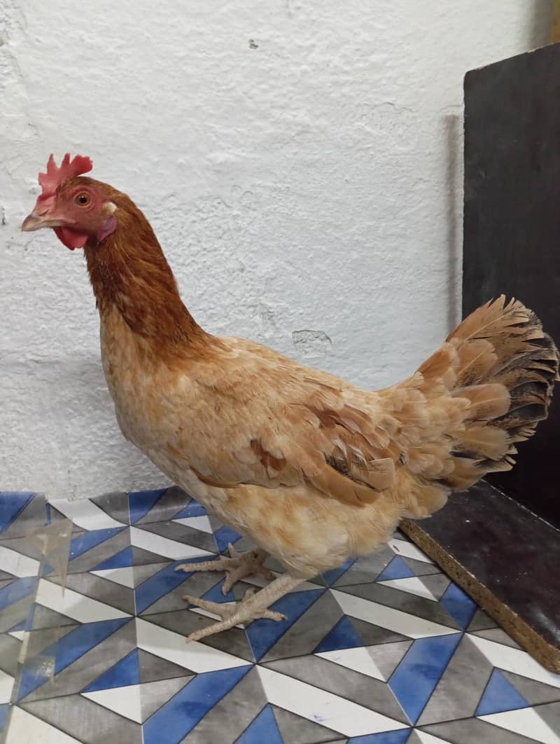 Desi Hen 1