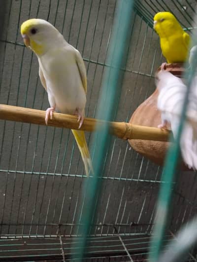 red eye breder pair