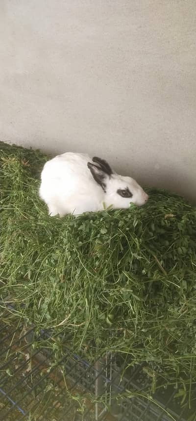 Drawf Hotot Rabbit  breeder Female
