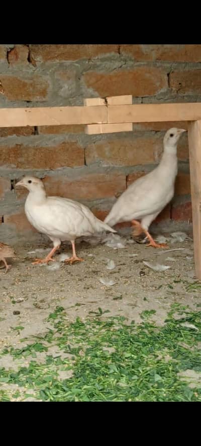 WHITE TEETER FOR SALE BREEDER JORA CONFIRM 03076999293