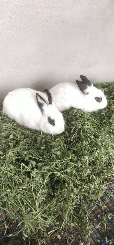 hotot drawf rabbit female