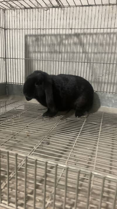 Holland Lop pair for sale 7 month age