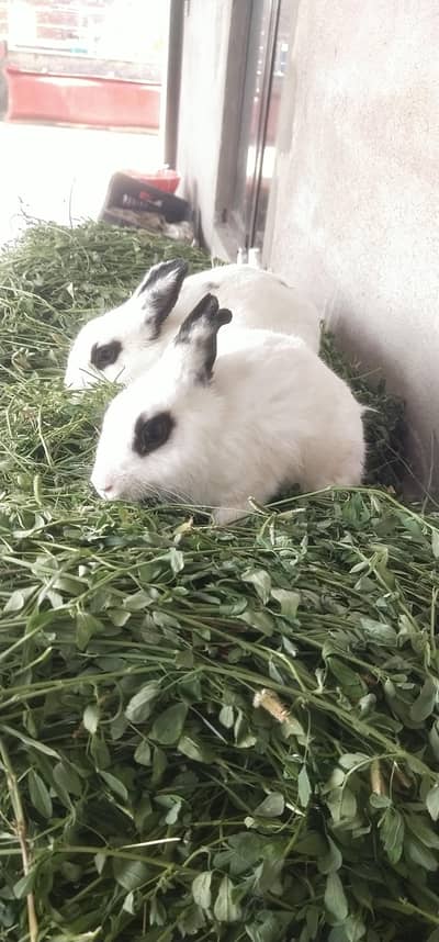 drwaf hotot bunny