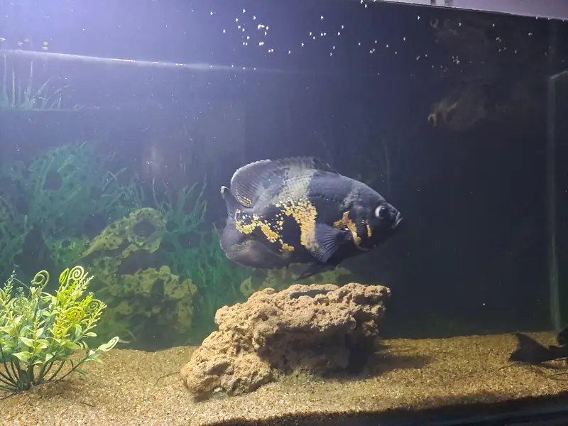 Healthy Oscar Fish Pair 6–7 Inch | 16 Months Care | Imported Feed — photo 4