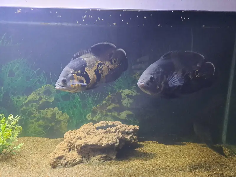 Healthy Oscar Fish Pair 6–7 Inch | 16 Months Care | Imported Feed — photo 5